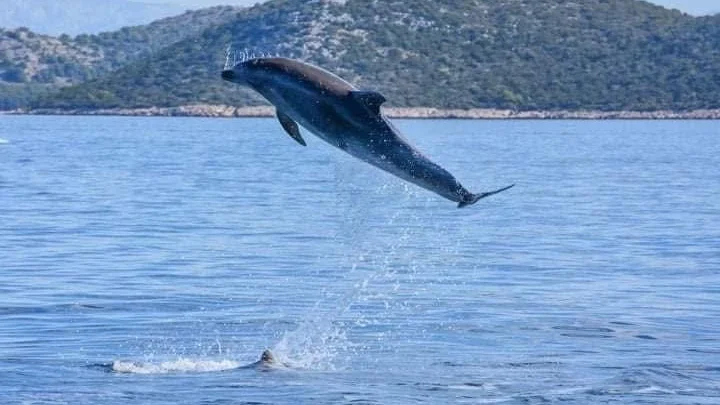 Dolphin Tours – Jeste li spremni za susret koji se pamti cijeli život?